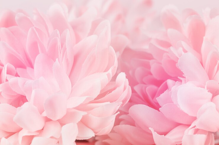 Fiori di crisantemo di colore pastello morbido e stile sfocato per lo sfondo