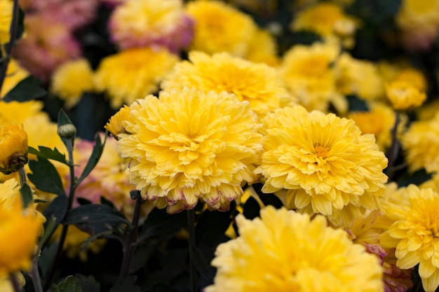 Fiori di crisantemo giallo in giardino