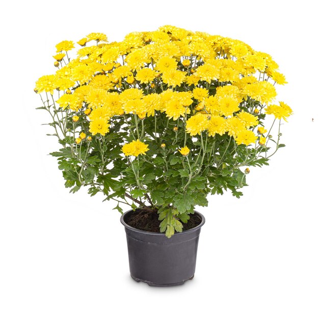 Fiori di crisantemo giallo