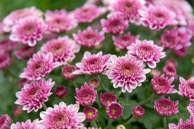 Fiori di crisantemo in un giardino