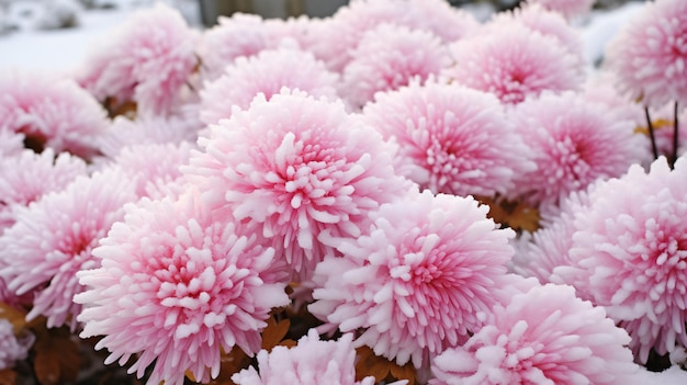 Fiori di crisantemo rosa autunnale nella neve