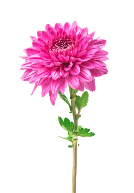 Fiori di crisantemo rosa isolati su fuoco selettivo bianco
