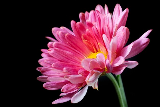 Fiori di crisantemo rosa scuro con centri gialli e punte bianche sui petali su sfondo nero.