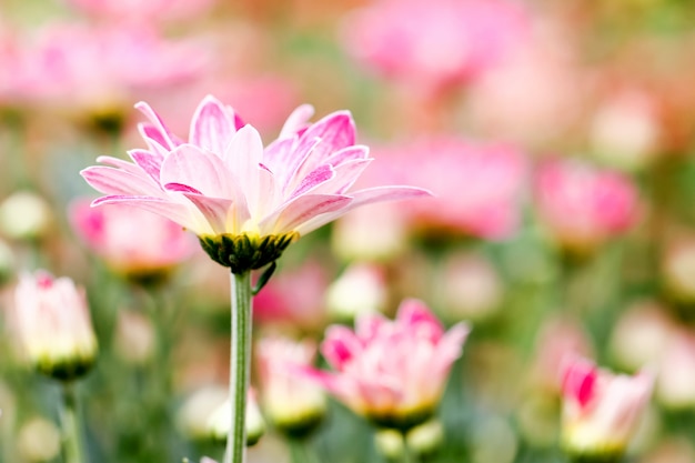 Fiori di crisantemo rosa