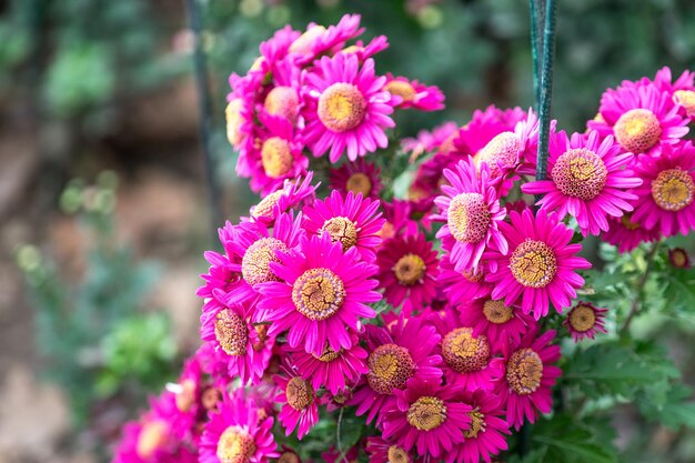 Fiori di crisantemo su uno sfondo sfocato