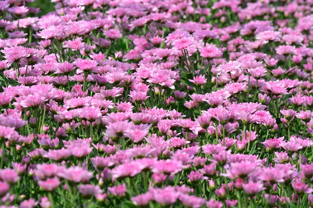 fiori di crisantemo sul giardino