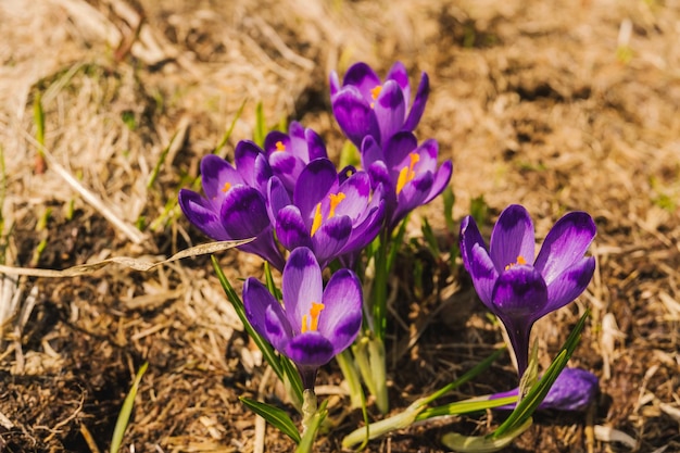 Fiori di crochi in natura. La flora dei Carpazi