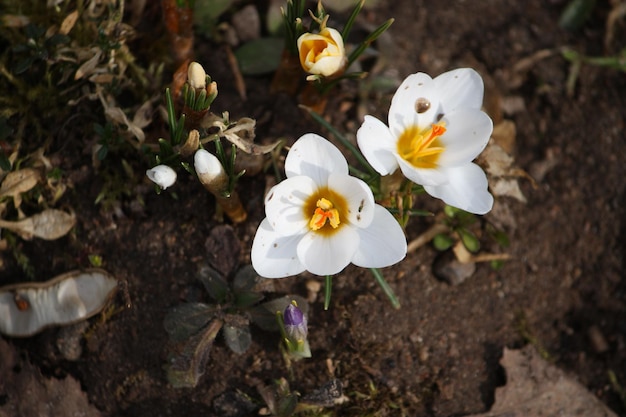 Fiori di croco alla luce del sole che crescono in un giardino primaverile all'aperto