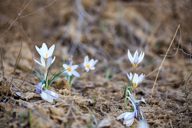 Fiori di croco bianchi in un campo