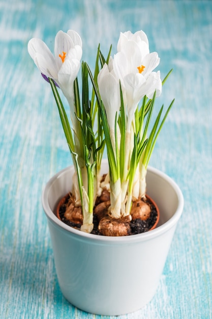 Fiori di croco bianco e viola in un vaso bianco