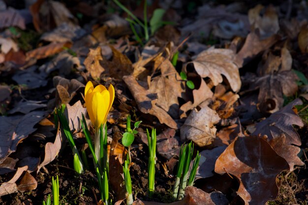 fiori di croco giallo arancio sullo sfondo del fogliame secco