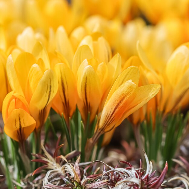 Fiori di croco giallo Macro sfondo floreale per la progettazione vacanza