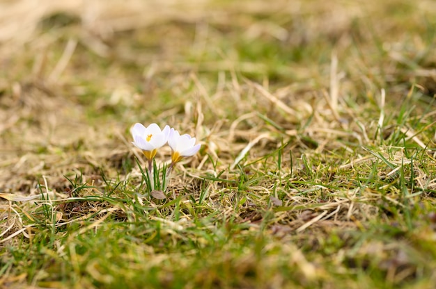 Fiori di croco in piena fioritura