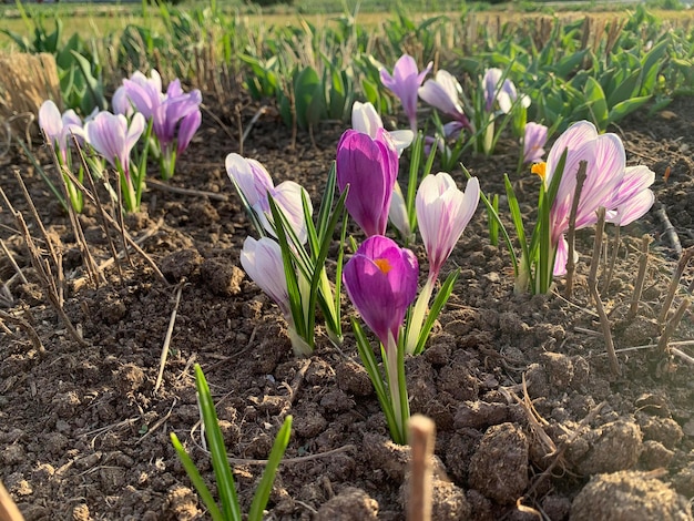 Fiori di croco in un giardino con il sole che splende su di loro