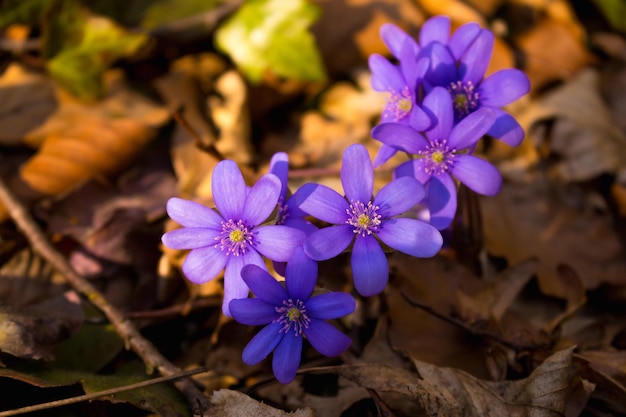 Fiori di croco primaverili alla luce del sole Fiori viola nella foresta Concetto primaverile Bellezza in natura