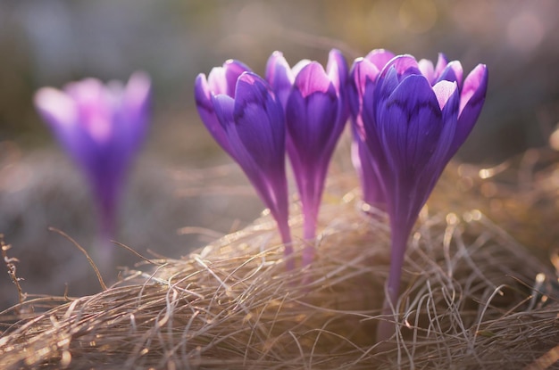 Fiori di croco primaverili alla luce del sole nella radura