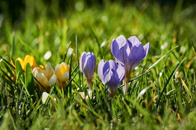 fiori di croco primaverili in primavera