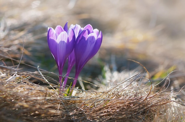 Fiori di croco primaverili nell'erba sul prato