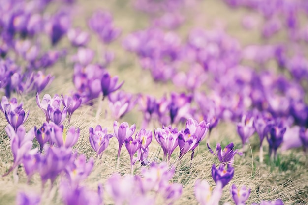 Fiori di croco primaverili