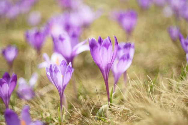 Fiori di croco primaverili