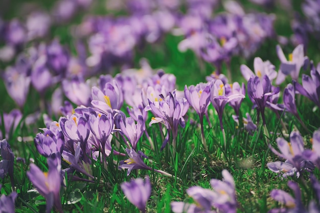 Fiori di croco primaverili