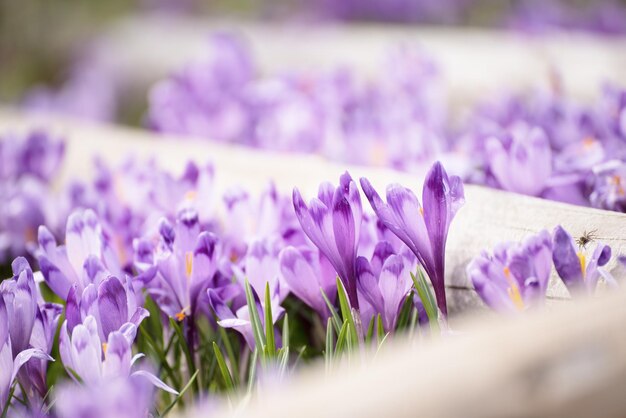 Fiori di croco primaverili