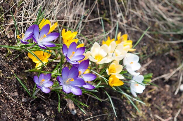 Fiori di croco viola e gialli in primavera.