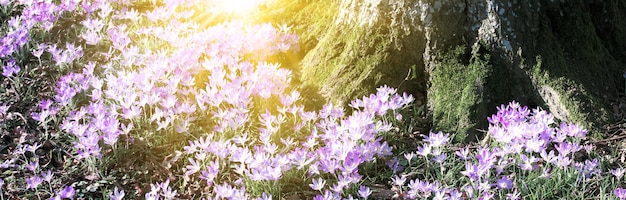 Fiori di croco viola in fiore in una messa a fuoco morbida in una soleggiata giornata primaverile
