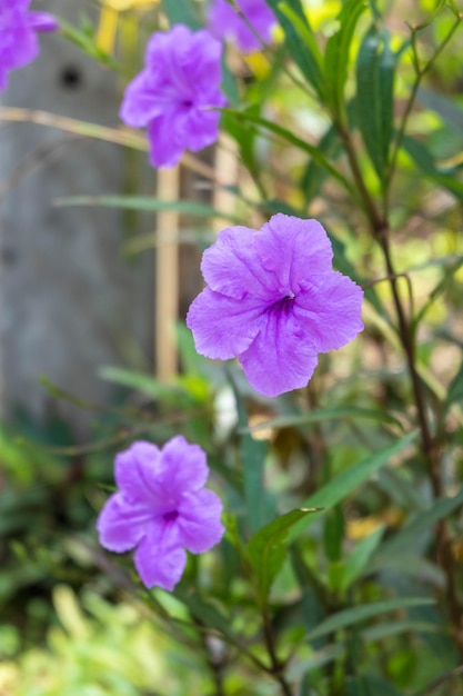 Fiori di croco viola in primavera