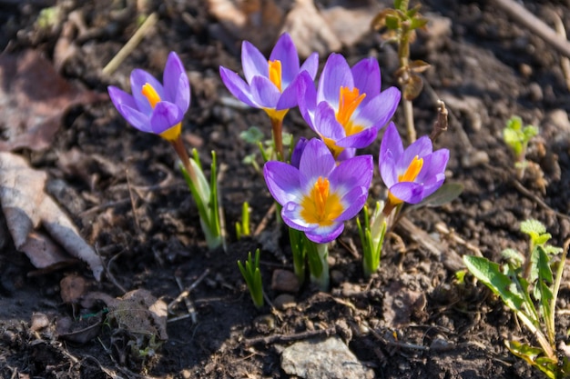 Fiori di croco viola nel giardino in primavera