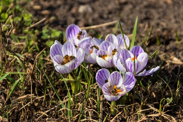 Fiori di croco viola nel giardino in primavera