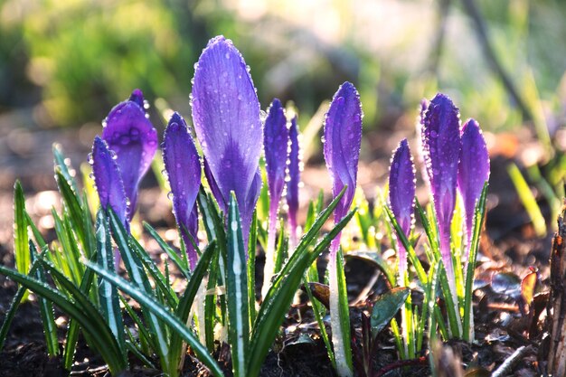 Fiori di croco viola primaverili. Primi crochi, sfondo bokeh.