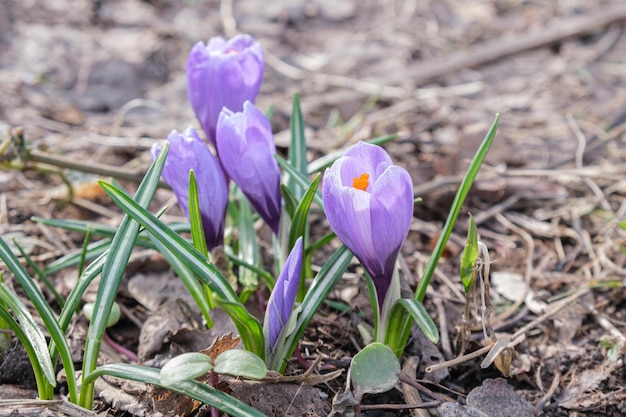 Fiori di croco viola sbocciano dopo l'inverno Fiori primaverili delicati