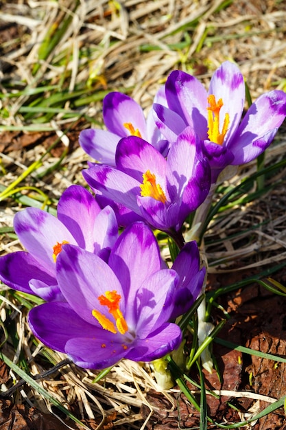 Fiori di croco viola sulla montagna di primavera