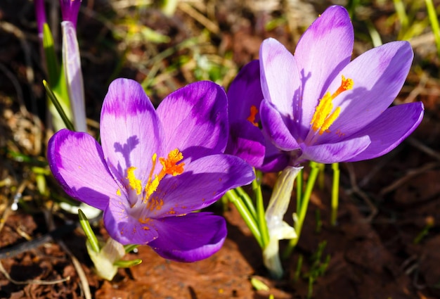 Fiori di croco viola sulla montagna di primavera