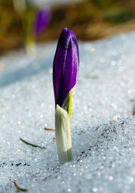 Fiori di croco viola sulla montagna di primavera