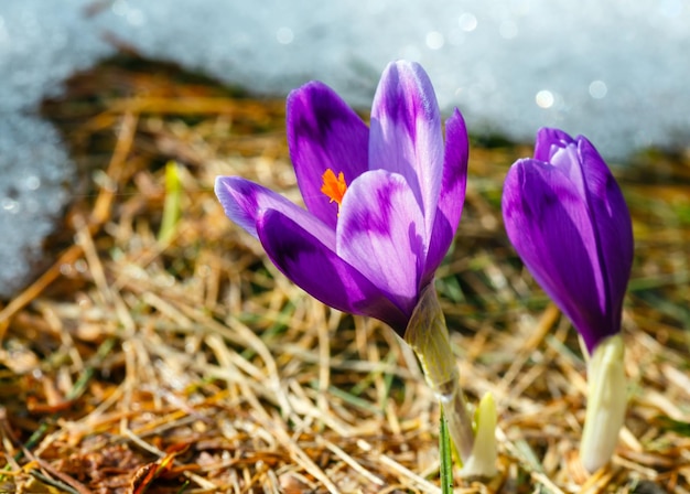 Fiori di croco viola sulla montagna di primavera