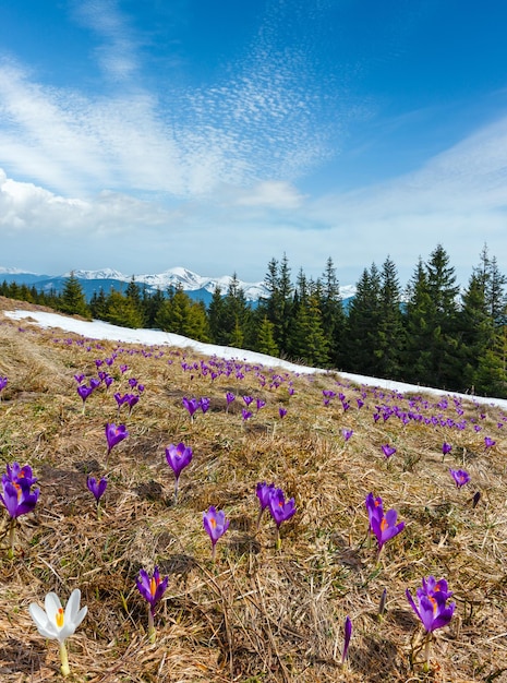 Fiori di croco viola sulla montagna di primavera