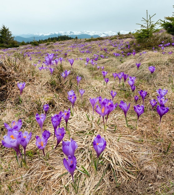 Fiori di croco viola sulla montagna di primavera