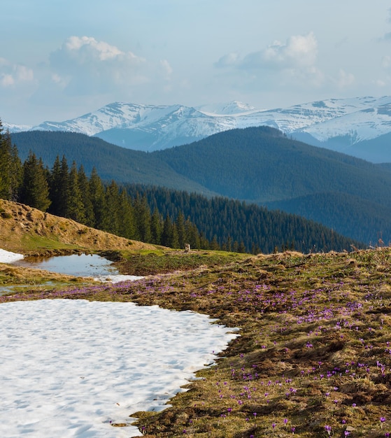 Fiori di croco viola sulla montagna di primavera