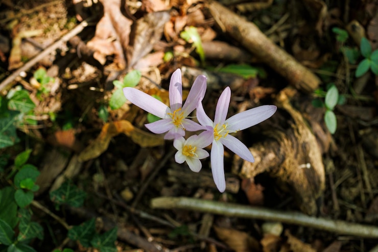Foto fiori di crocus d'autunno o di colchicum autumnale