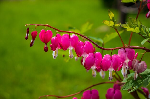 Fiori di cuore sanguinante Dicentra spectabils