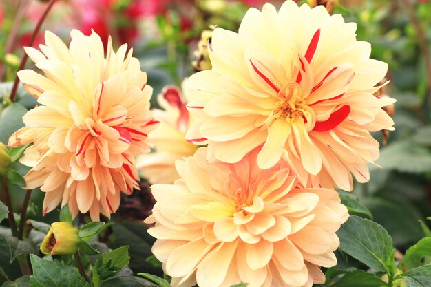 fiori di dahlia colorati che fioriscono nel giardino con foglie verdi