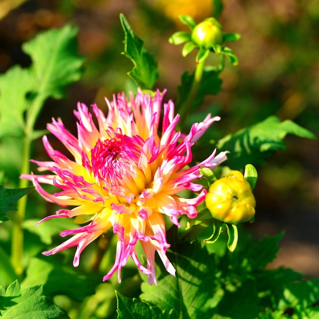 Fiori di dalie rosa e boccioli in giardino sulle aiuole