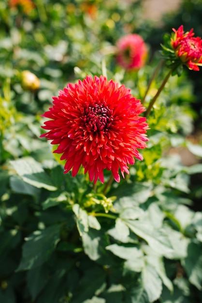 Fiori di dalie rosse in giardino in estate