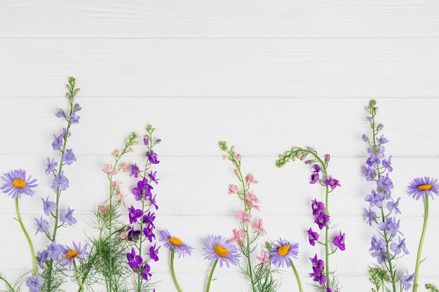 Fiori di Delphinium sul bordo bianco