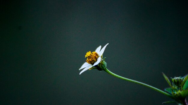 Fiori di dente di leone bianco e giallo in natura