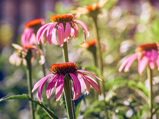 Fiori di Echinacea rosa nel giardino.