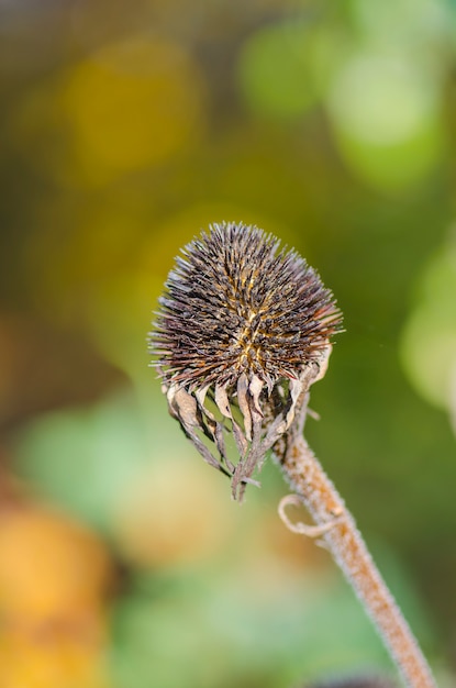 Fiori di echinacea secca