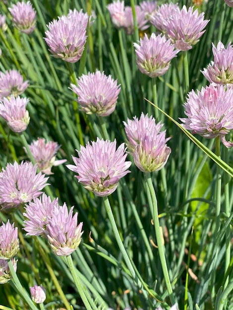 Fiori di erba cipollina che fioriscono nel giardino in una giornata di sole